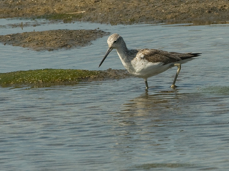 Tringa nebularia Groenpootruiter Common Greenshank